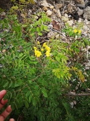 Erythrostemon mexicanus