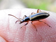Neoeutrapela