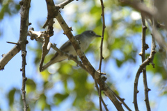 Vireo plumbeus