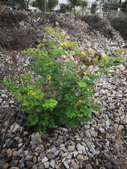 Erythrostemon mexicanus