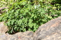 Aquilegia longissima