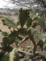 Opuntia lasiacantha