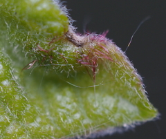 Neuroterus fugiens