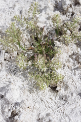 Lepidium montanum montanum