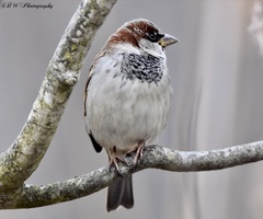 Passer domesticus