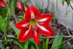 Hippeastrum vittatum