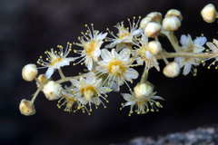 Holodiscus discolor microphyllus