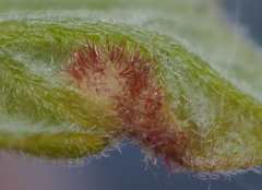Neuroterus fugiens