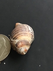 Acanthinucella spirata