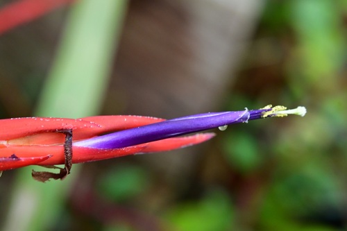 Tillandsia flabellata