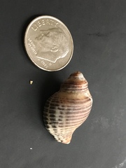 Acanthinucella spirata