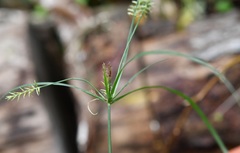 Cyperus hermaphroditus