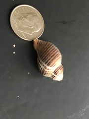 Acanthinucella spirata