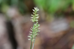 Cyperus hermaphroditus