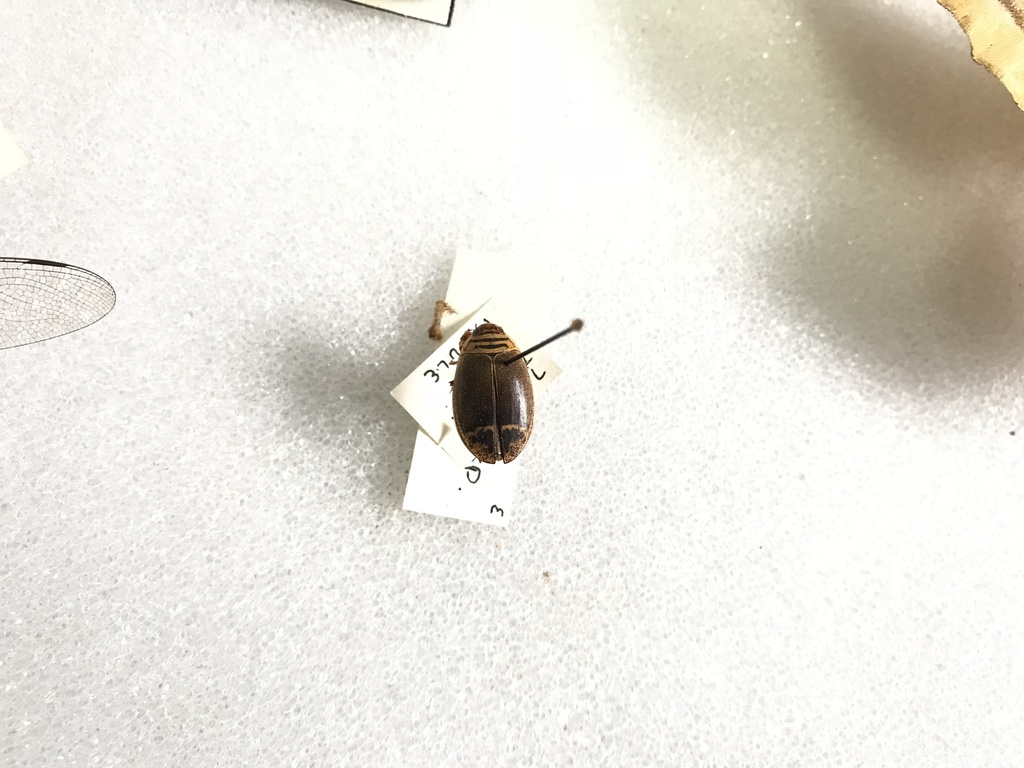 Woods Predaceous Diving Beetle