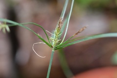 Cyperus hermaphroditus