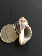 Acanthinucella spirata