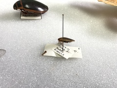 Acilius semisulcatus