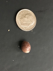 Pseudopusula californiana