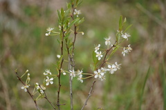 Prunus susquehanae