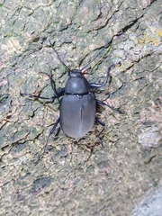 Plesiophthalmus formosanus