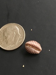 Pseudopusula californiana