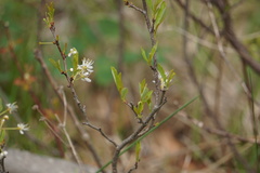 Prunus susquehanae