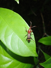 Baryrhynchus poweri