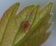 Neuroterus fugiens
