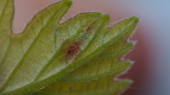 Neuroterus fugiens