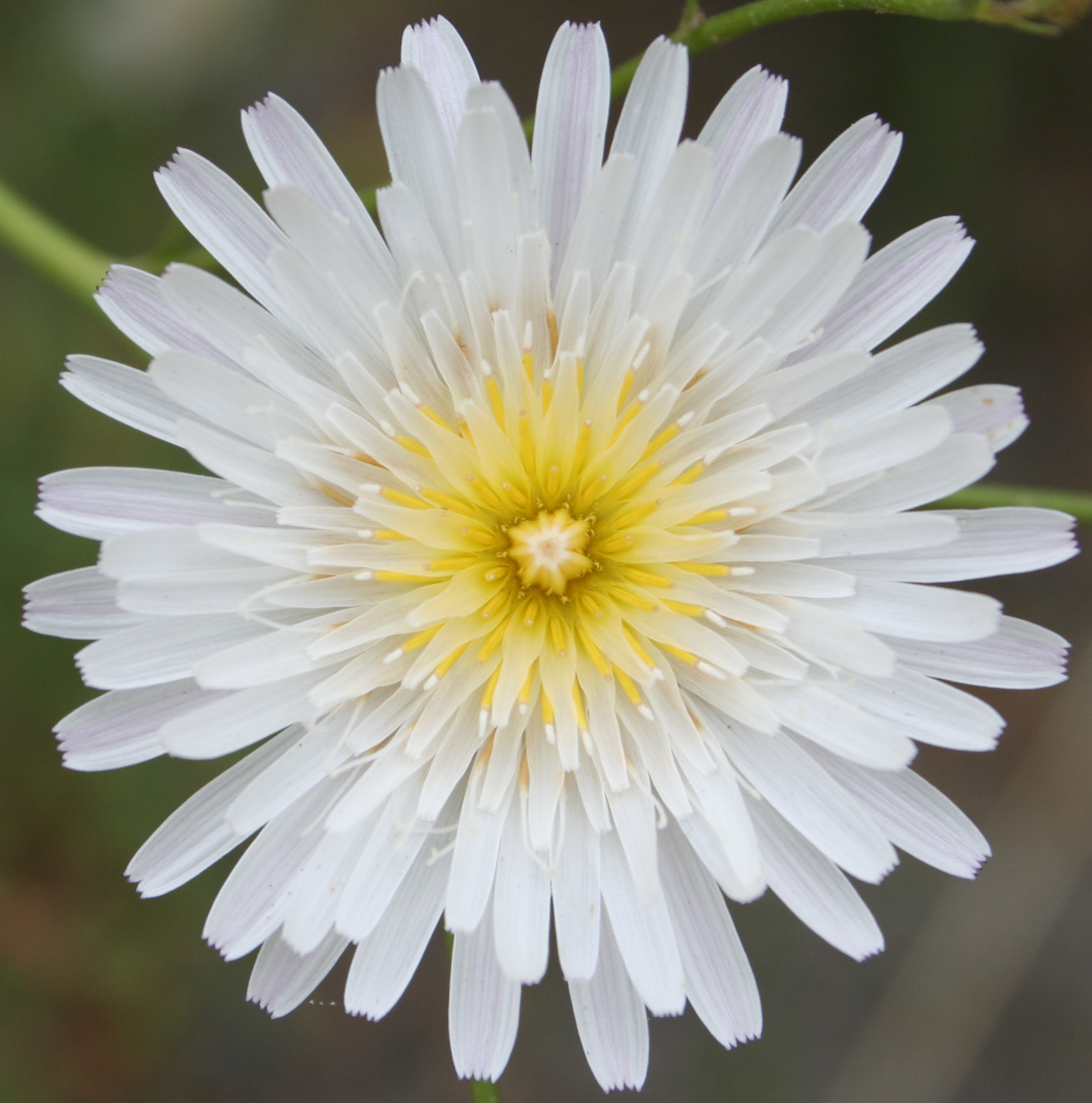 Malacothrix floccifera
