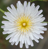 Woolly Desertdandelion - Photo (c) Aleta Rodriguez, some rights reserved (CC BY-NC-ND)