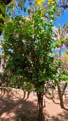Zabelia triflora