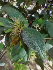 Zabelia triflora