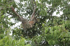 Choloepus didactylus