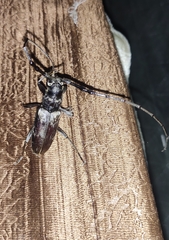 Diorthus simplex