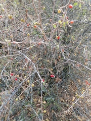 Condalia velutina