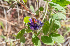 Acmaeodera hepburnii