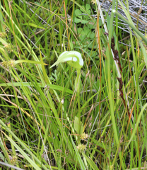 Pterostylis micromega