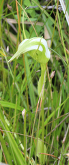 Pterostylis micromega