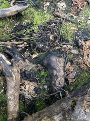 Plicaria endocarpoides