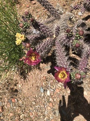 Cylindropuntia whipplei