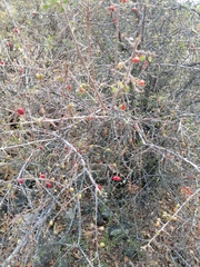 Condalia velutina