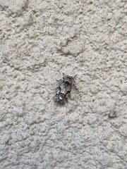 Emarginea percara