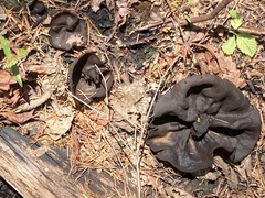 Plicaria endocarpoides