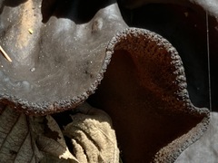 Plicaria endocarpoides