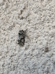 Emarginea percara