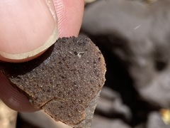 Plicaria endocarpoides