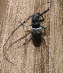 Diorthus simplex