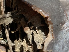 Plicaria endocarpoides